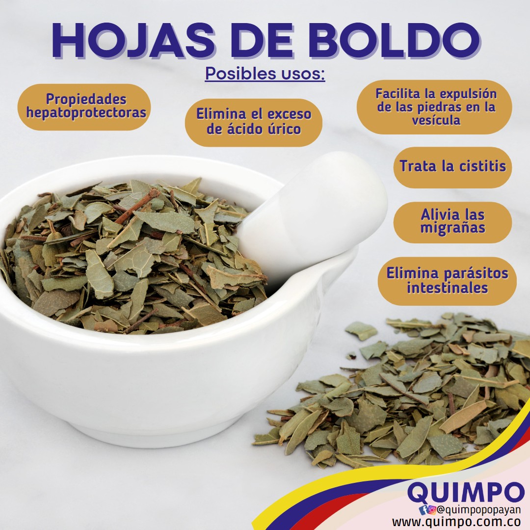 HOJAS DE BOLDO Quimpo Popayán