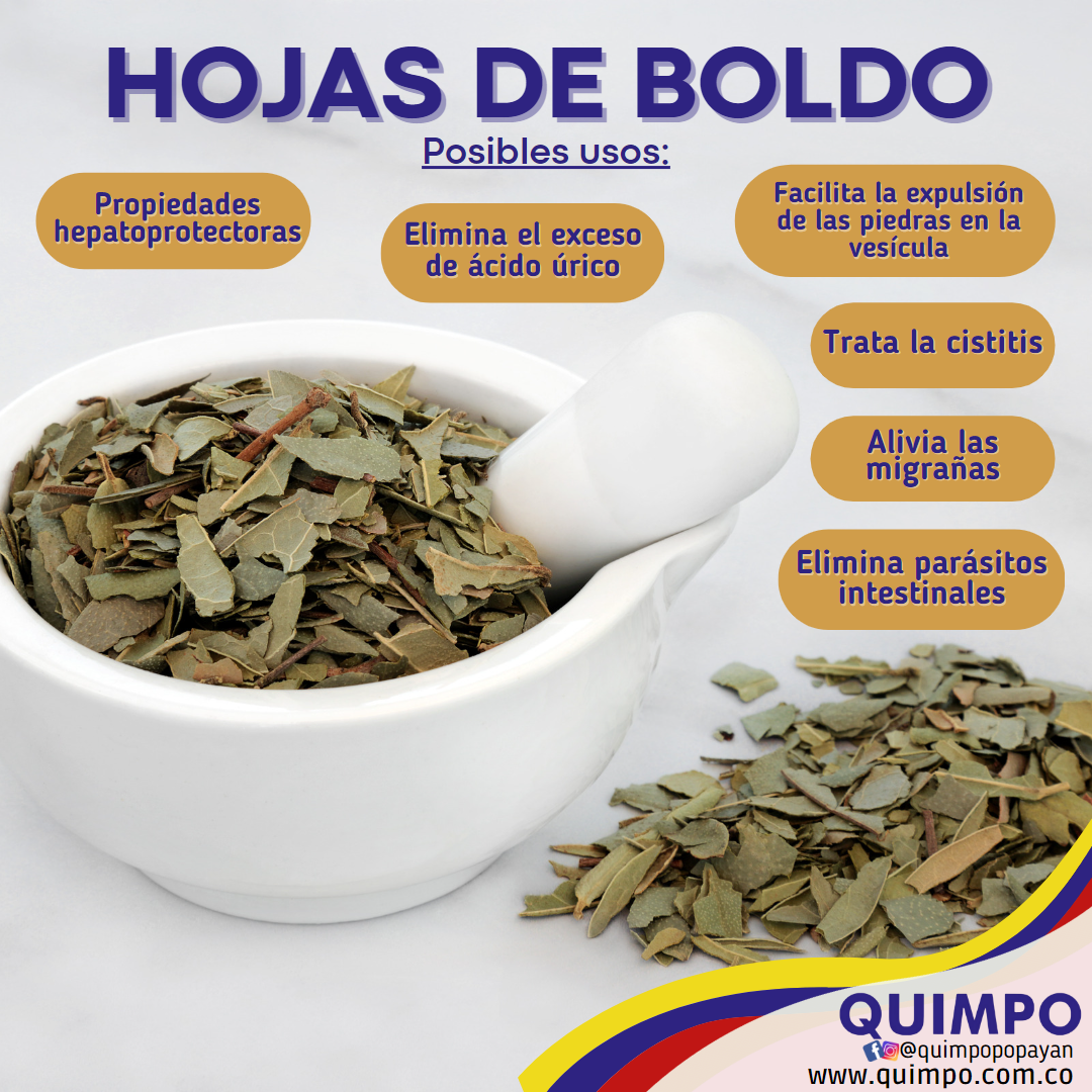 HOJAS DE BOLDO Quimpo Popayán