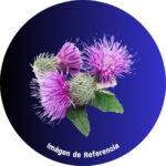 Cardo Mariano en Polvo