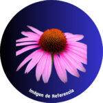 Equinácea Picada