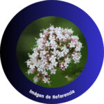 Tintura de Valeriana