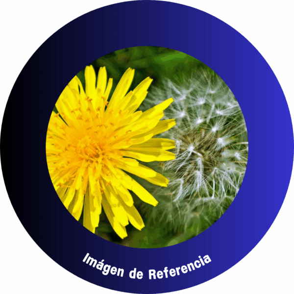 Diente de León Picado